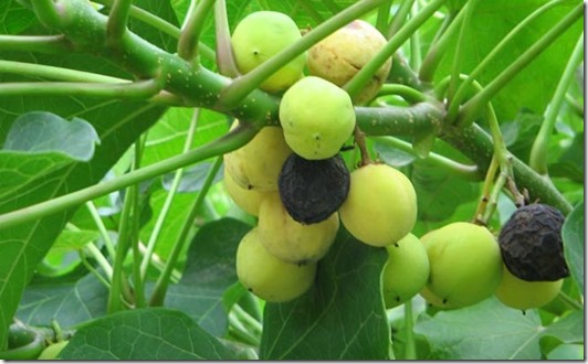 Aceite de Jatropha como biodiesel, realidad o ficción (1)