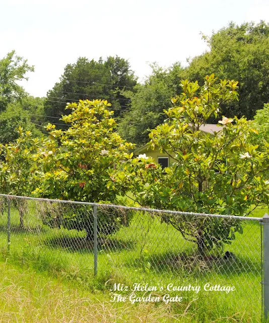 The Garden Gate, Spring 2015, at Miz Helen's Country Cottage