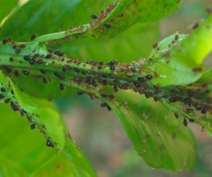 Insectos de Plaga de pulgones en tallo y hoja. Bichos negros