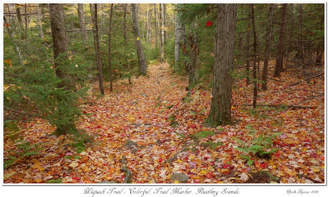 Wapack Trail: Colorful. Trail Marker. Rustling Sounds.