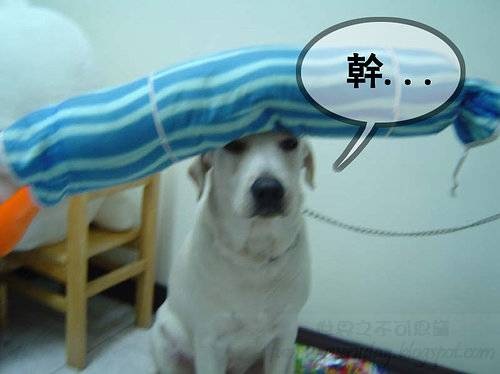 funny-everyday.blogspot.com (6)