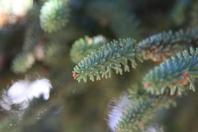 Closeup of pinsapo leaves.