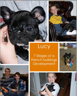 Let's Talk Frenchie ...: 7 Stages of Puppy Development