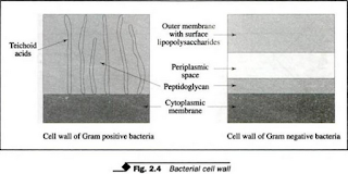 Bacterial cell wall