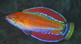 Paracheukunus Rennyae