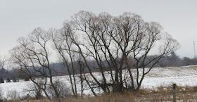 black willow trees winter