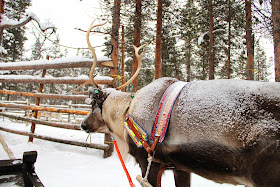 Reindeer Finnish Lapland