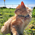 DOGS ARE BETTER THAT CATS