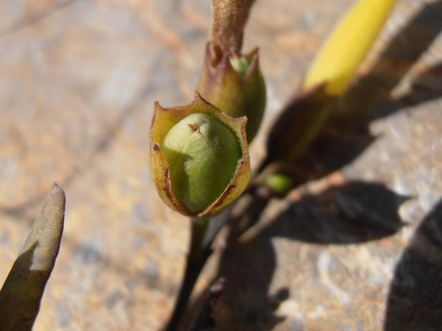 GANDUL: Nicotiana glauca