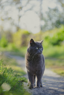 It's called the Cat Strut. Learn it.