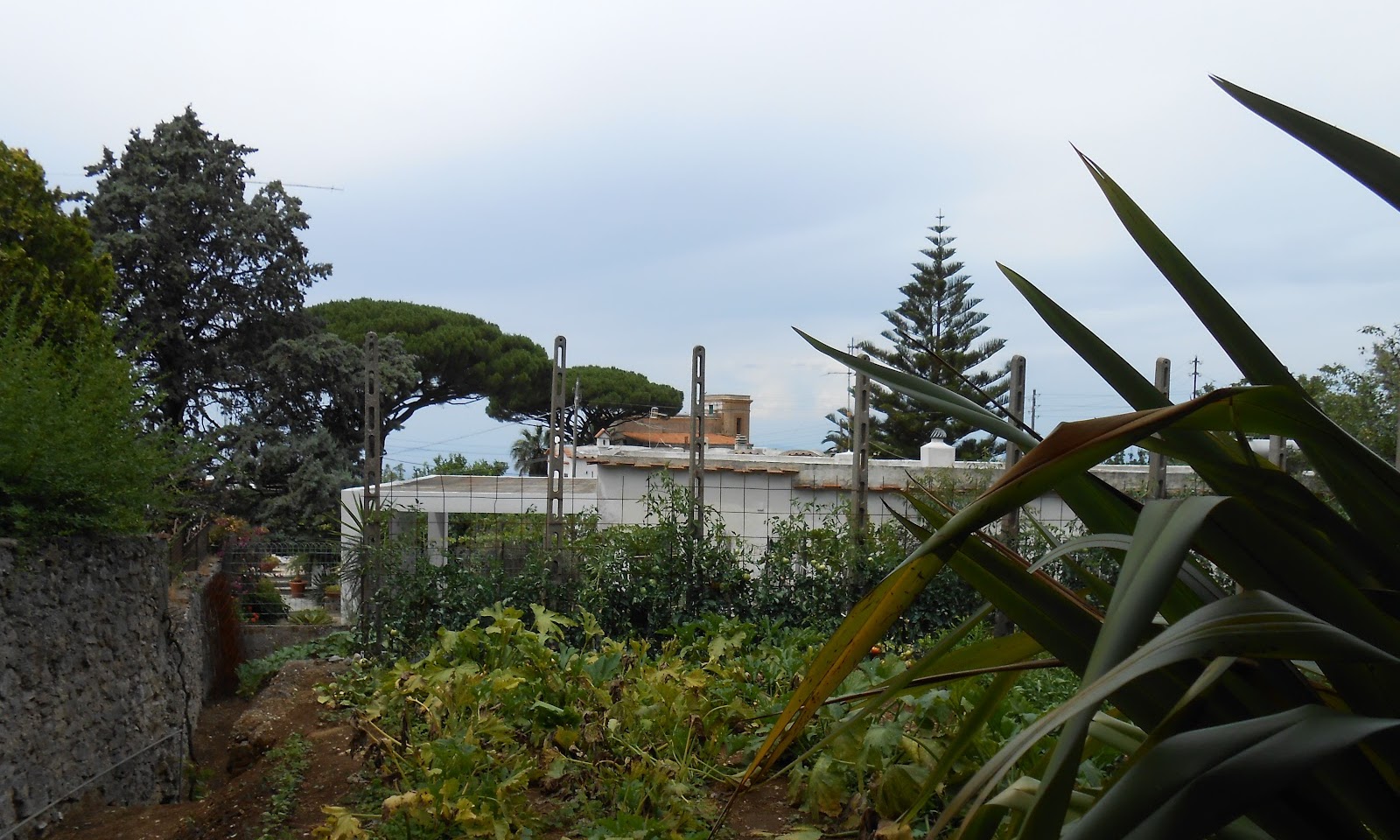 A Vegetable Garden in Anacapri