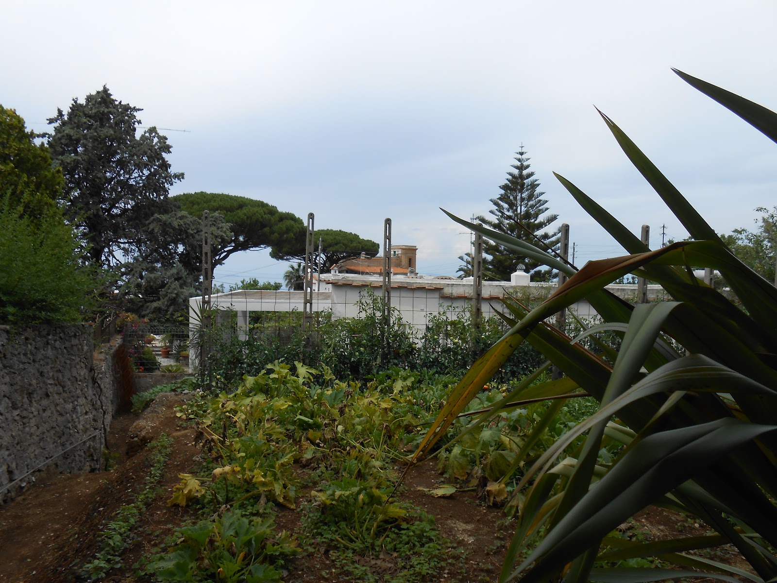 A Vegetable Garden in Anacapri