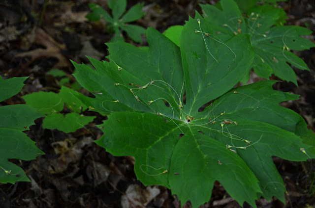 Flint River Land and Timber | Scott Helms