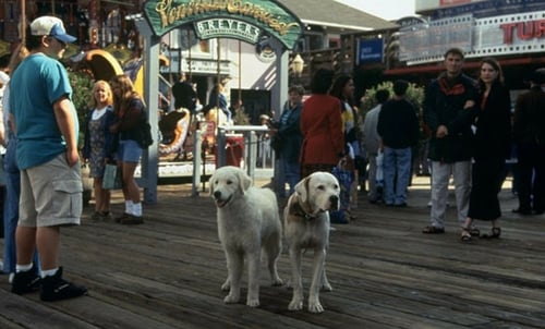 Homeward Bound II: Lost in San Francisco 1996 streaming youwatch