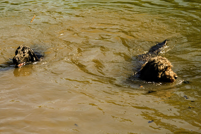 Two dogs swimming in a pond in High Park