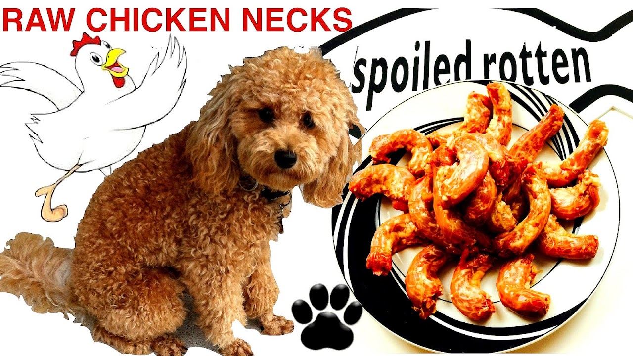 Chicken For Dogs Recipe - Recipe Choices