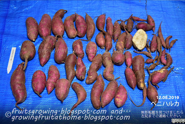 ベニハルカ サツマイモの収穫