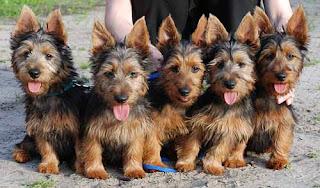 Australian Terrier Puppies