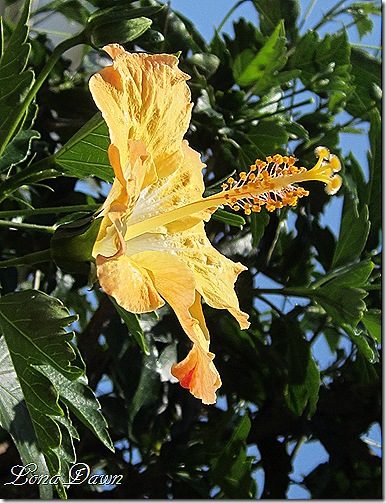 M_Hibiscus_Yellow