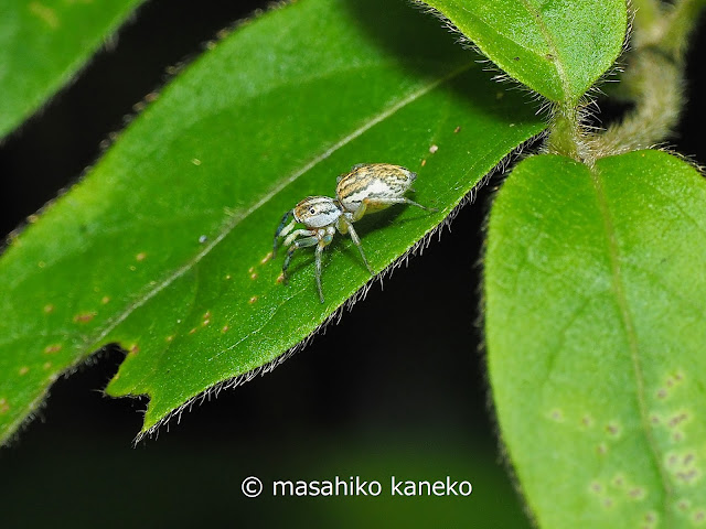 チャイロアサヒハエトリ♀