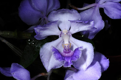 Aganisia cyanea care and culture