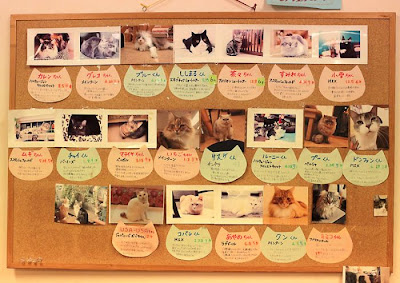 Tokyo's Cat Cafe Seen On  www.coolpicturegallery.us