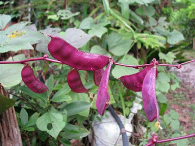 Hyacinth Bean Health Benefits