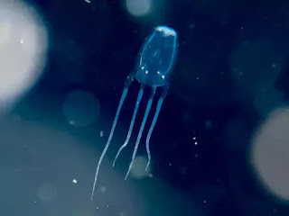 قنديل البحر -  Box Jellyfish