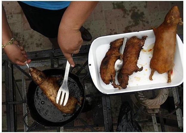 guinea-pig-festival (5) guinea-pig-festival (5)