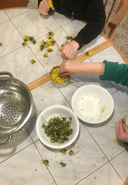 Picking the petals off the flower heads and putting them into bowls.