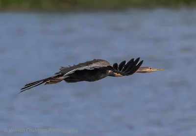 African Darter in Flight : Table Bay Nature Reserve, Woodbridge Island / Cape Town Frame 2/4
