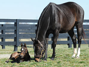 Breeding News: Zenyatta da Tapit; Pursuit Of Life da alla luce una sorella di Stay Alive