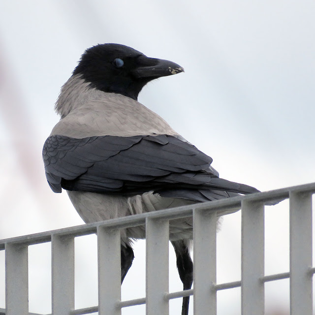 Hooded crow on a fence, Porto Mediceo, Livorno