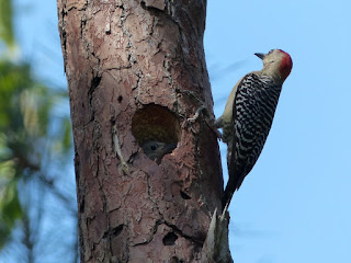 Melanerpes rubricapillus - Pic à couronne rouge