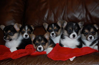 KA Pembroke Welsh Corgi: Puppies for Sale - $500.00
