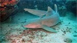 Indo-Pacifique requin nourrice