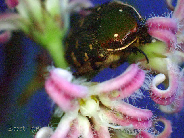 Cynanchum rostellatum