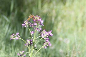 four-spotted skimmer on dame's rocket