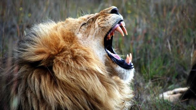 Why Lions Rarely Bother To Attack Cars In Safaris