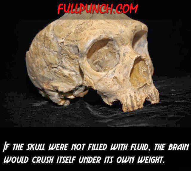 Interesting Facts about Human Body (23 pics), amazing facts, human body facts