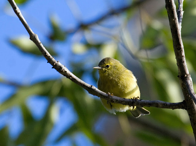 Orange-crowned Warbler sordida