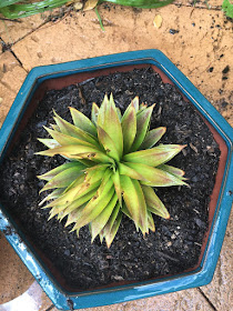 Growing a Pineapple Plant in a Pot from the Pineapple Crown Top 