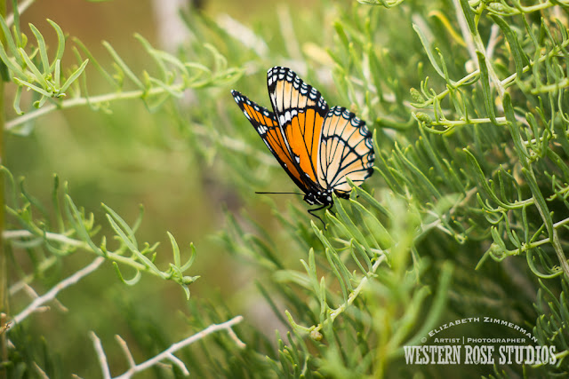 Monarch Butterfly | WesternRoseStudios © Elizabeth Zimmerman