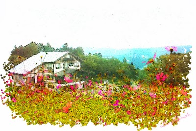 高原の秋桜