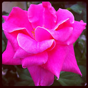 Rose Taken by iPhone 4