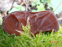 Typical Auricularia auricula-judae or Jelly ear