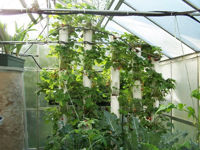 The Adventures of Bigelow Brook Farm: Strawberry Towers update