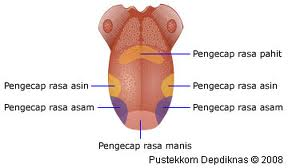 Lidah