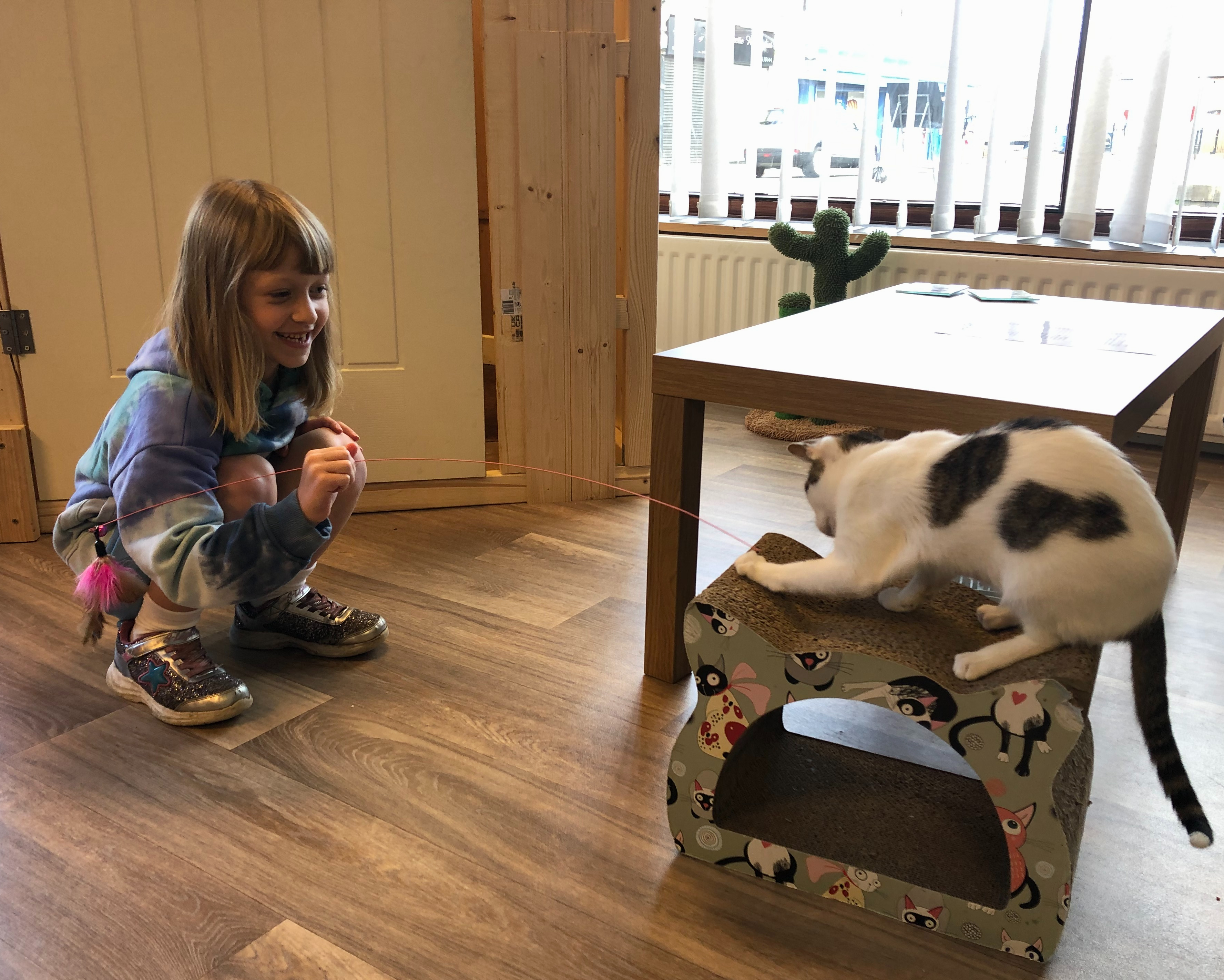 Bad Cat Cafe | Wallsend | Review