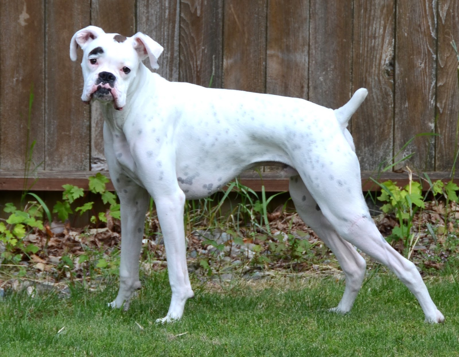 White Boxer Dog HD Wallpapers Pictures 2013 All About HD 